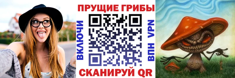 продажа наркотиков  Коряжма  Галлюциногенные грибы GOLDEN TEACHER 